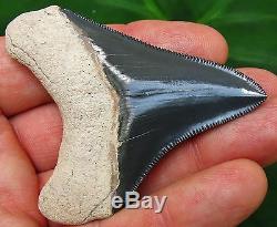 Megalodon Shark Tooth Fossil Bone Valley