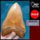 #049 5.63 Gorgeous Indonesian Megalodon Shark Tooth 100% Natural