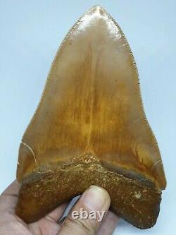 #049 5.63 GORGEOUS Indonesian Megalodon Shark Tooth 100% NATURAL