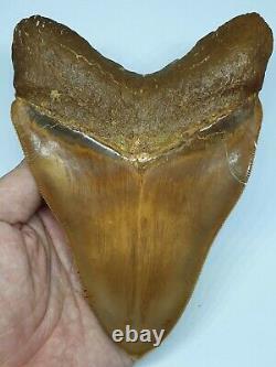 #049 5.63 GORGEOUS Indonesian Megalodon Shark Tooth 100% NATURAL