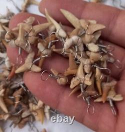 1000 PCs TOOTH REAL SHARK NECKLACE FOSSIL PENDANT MEGALODON Fossil Morocco Shark