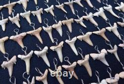 1000 PCs TOOTH REAL SHARK NECKLACE FOSSIL PENDANT MEGALODON Fossil Morocco Shark