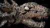 10 Most Amazing Fossil Discoveries Ever Made