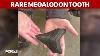 10 Year Old Boy Discovers Rare Megalodon Tooth In Calvert County
