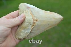 #111 Very Big 5.7 Megalodon Shark Tooth! Great Serrations! White/ Cream