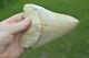#111 Very Big 5.7 Megalodon Shark Tooth! Great Serrations! White/ Cream