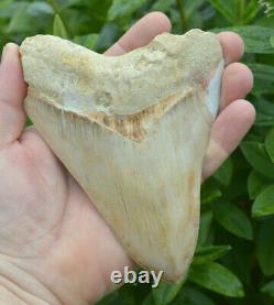 #111 Very Big 5.7 Megalodon Shark Tooth! Great Serrations! White/ Cream