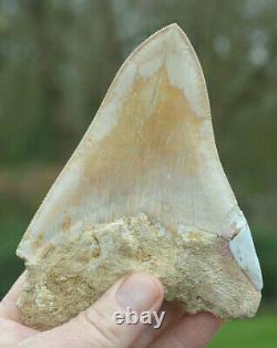 #111 Very Big 5.7 Megalodon Shark Tooth! Great Serrations! White/ Cream