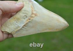 #111 Very Big 5.7 Megalodon Shark Tooth! Great Serrations! White/ Cream