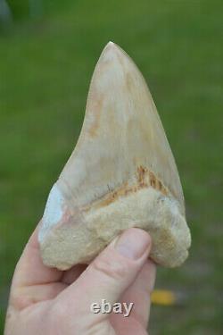 #111 Very Big 5.7 Megalodon Shark Tooth! Great Serrations! White/ Cream
