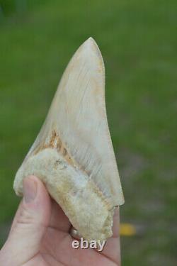 #111 Very Big 5.7 Megalodon Shark Tooth! Great Serrations! White/ Cream