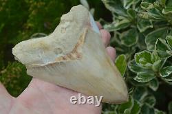 #111 Very Big 5.7 Megalodon Shark Tooth! Great Serrations! White/ Cream