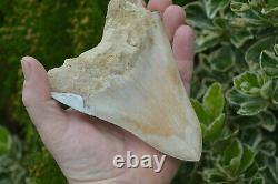 #111 Very Big 5.7 Megalodon Shark Tooth! Great Serrations! White/ Cream