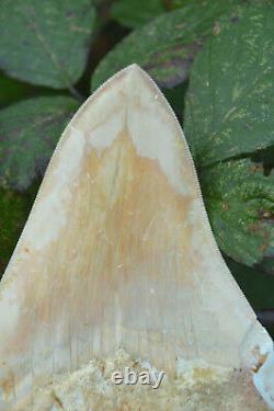 #111 Very Big 5.7 Megalodon Shark Tooth! Great Serrations! White/ Cream