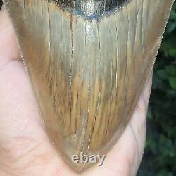 #1141 6.00 Indonesian Megalodon Shark Tooth 100% NATURAL