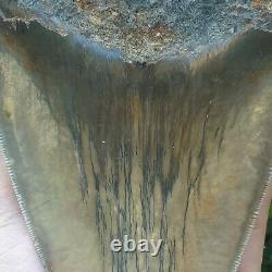 #1141 6.00 Indonesian Megalodon Shark Tooth 100% NATURAL