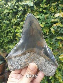 #1223 5.67 Indonesian Megalodon Shark Tooth 100% NATURAL