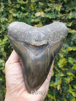 #1223 5.67 Indonesian Megalodon Shark Tooth 100% NATURAL