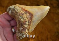 #122, Lovely 4.5 Javan Megalodon Shark Tooth, Amazing Colour & Serrations! U. K