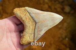 #122, Lovely 4.5 Javan Megalodon Shark Tooth, Amazing Colour & Serrations! U. K