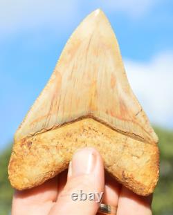 #122, Lovely 4.5 Javan Megalodon Shark Tooth, Amazing Colour & Serrations! U. K