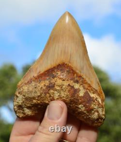 #122, Lovely 4.5 Javan Megalodon Shark Tooth, Amazing Colour & Serrations! U. K