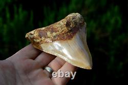 #122, Lovely 4.5 Javan Megalodon Shark Tooth, Amazing Colour & Serrations! U. K