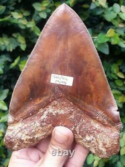 #1240 5.79 MAGNIFICENT Indonesian Megalodon Shark Tooth 100% NATURAL