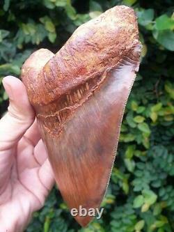 #1240 5.79 MAGNIFICENT Indonesian Megalodon Shark Tooth 100% NATURAL