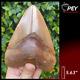 #1262 5.63 Indonesian Megalodon Shark Tooth 100% Natural