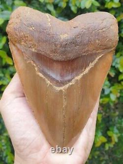 #1262 5.63 Indonesian Megalodon Shark Tooth 100% NATURAL