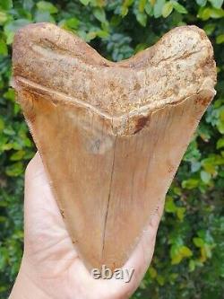 #1262 5.63 Indonesian Megalodon Shark Tooth 100% NATURAL
