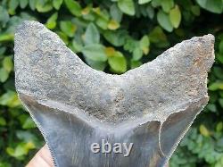 #1272 5.00 MEGALODON Shark Tooth from Indonesia 100% NATURAL