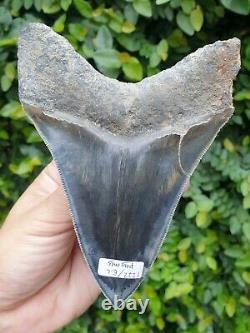 #1272 5.00 MEGALODON Shark Tooth from Indonesia 100% NATURAL