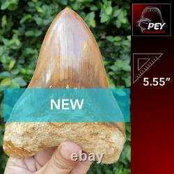 #1299 5.55 MEGALODON Shark Tooth from Indonesia 100% NATURAL