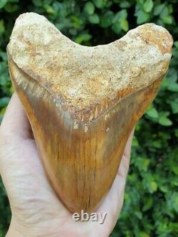 #1299 5.55 MEGALODON Shark Tooth from Indonesia 100% NATURAL