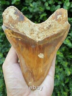 #1299 5.55 MEGALODON Shark Tooth from Indonesia 100% NATURAL
