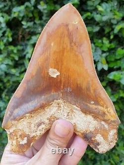 #1299 5.55 MEGALODON Shark Tooth from Indonesia 100% NATURAL