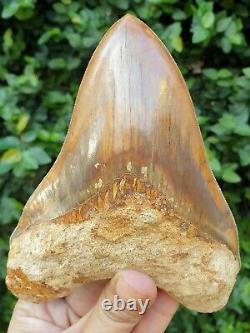 #1299 5.55 MEGALODON Shark Tooth from Indonesia 100% NATURAL