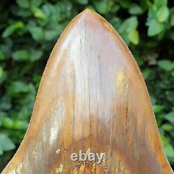 #1299 5.55 MEGALODON Shark Tooth from Indonesia 100% NATURAL