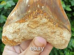 #1299 5.55 MEGALODON Shark Tooth from Indonesia 100% NATURAL