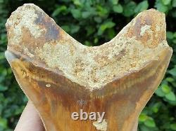 #1299 5.55 MEGALODON Shark Tooth from Indonesia 100% NATURAL