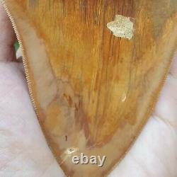 #1299 5.55 MEGALODON Shark Tooth from Indonesia 100% NATURAL