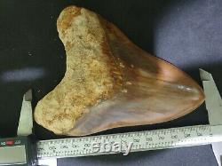 #1299 5.55 MEGALODON Shark Tooth from Indonesia 100% NATURAL