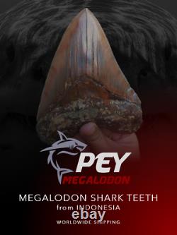 #1299 5.55 MEGALODON Shark Tooth from Indonesia 100% NATURAL