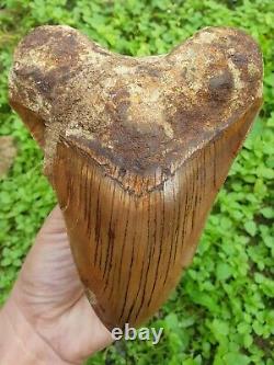 #1343 6.02 MEGALODON Shark Tooth from Indonesia / GLUED