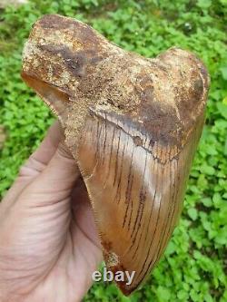 #1343 6.02 MEGALODON Shark Tooth from Indonesia / GLUED