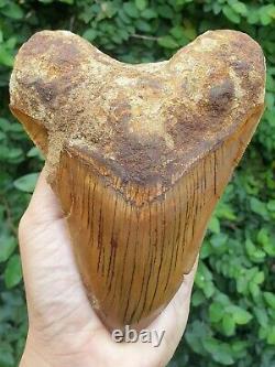 #1343 6.02 MEGALODON Shark Tooth from Indonesia / GLUED