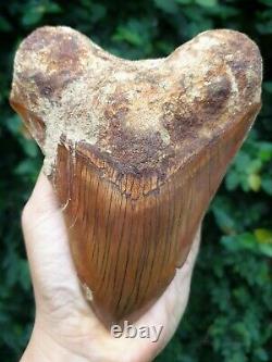 #1343 6.02 MEGALODON Shark Tooth from Indonesia / GLUED