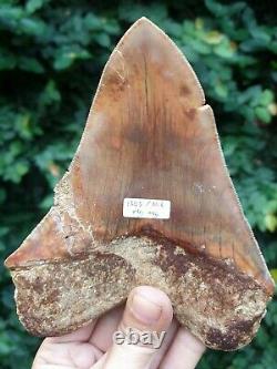 #1343 6.02 MEGALODON Shark Tooth from Indonesia / GLUED